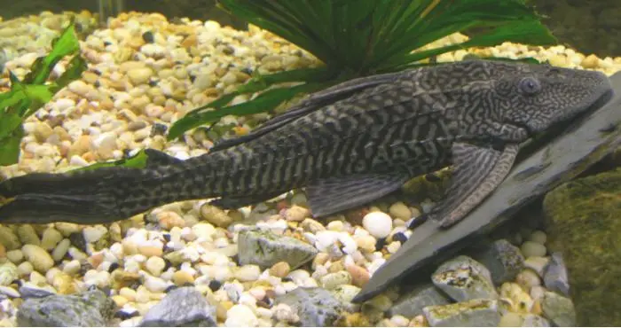 XXL Plecostomus malle (Hypostomus plecostomus)